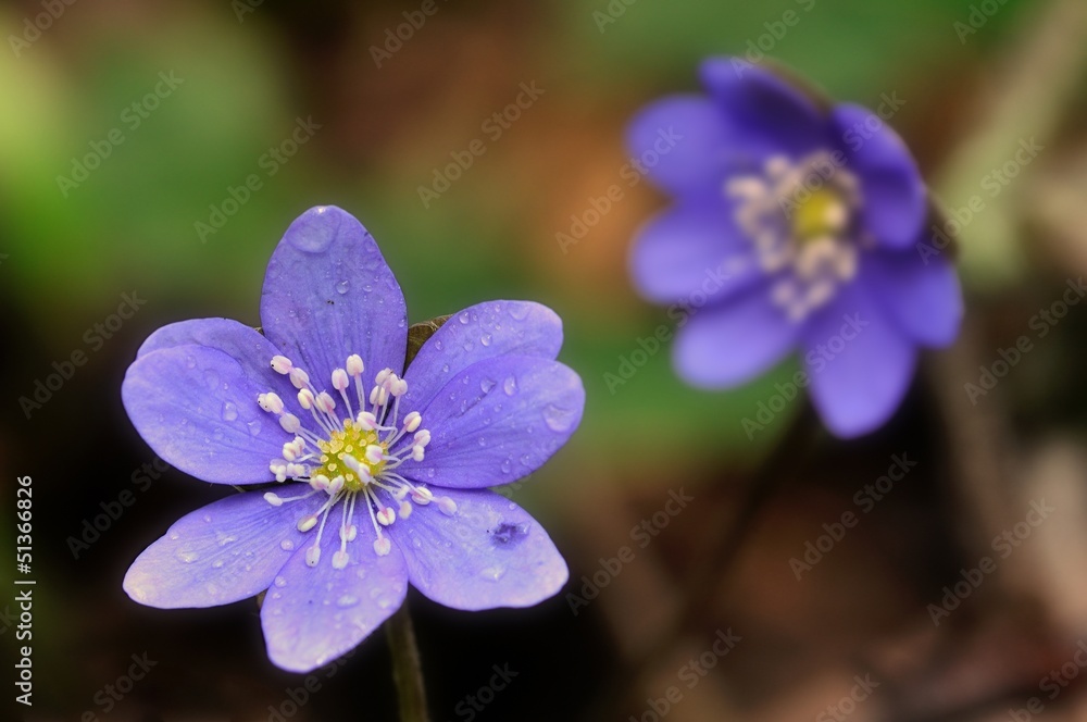 Hepatica nobilis Hepatica nobilis