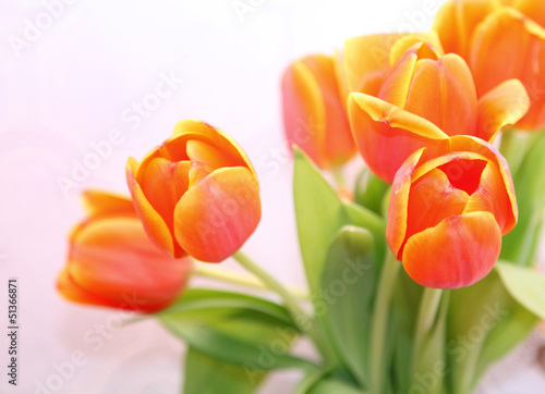 Fototapeta Naklejka Na Ścianę i Meble -  Blühende Tulpen