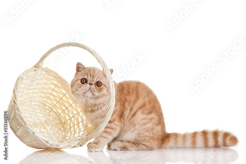 Exotic shorthair cat. Adorable  kitten with basket on white back
