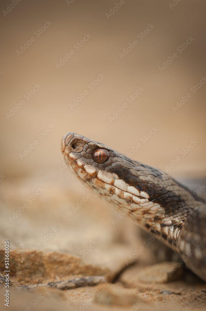 Snake Snake