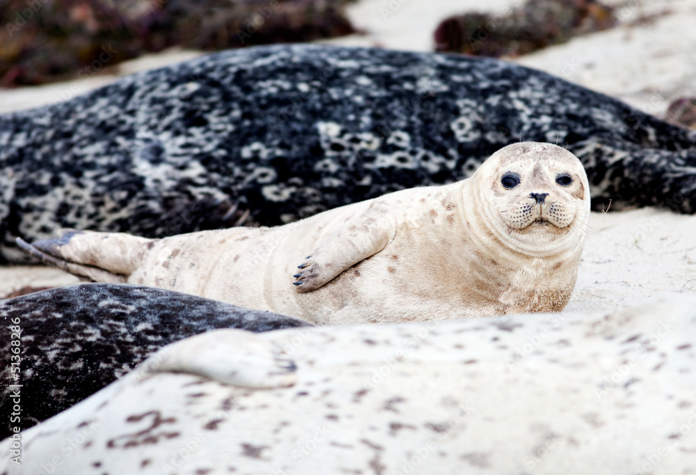 Fototapeta premium Baby seal