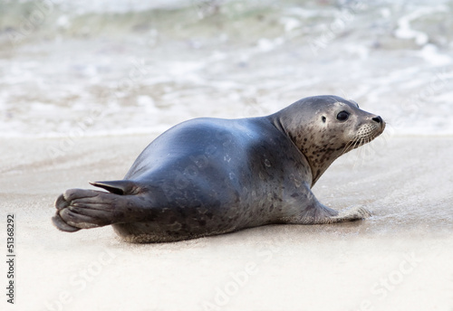 Baby seal © janaph