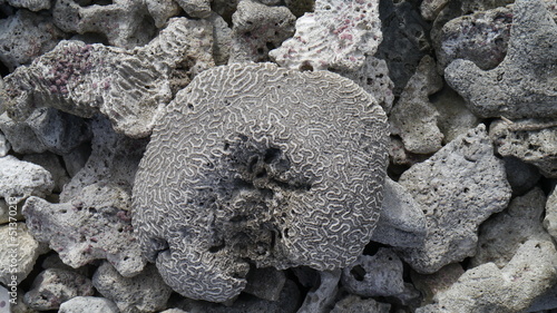 Foto fossile