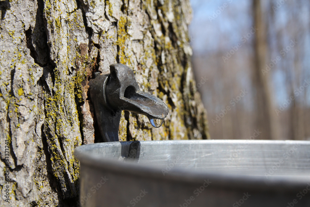 Naklejka premium Sap close up