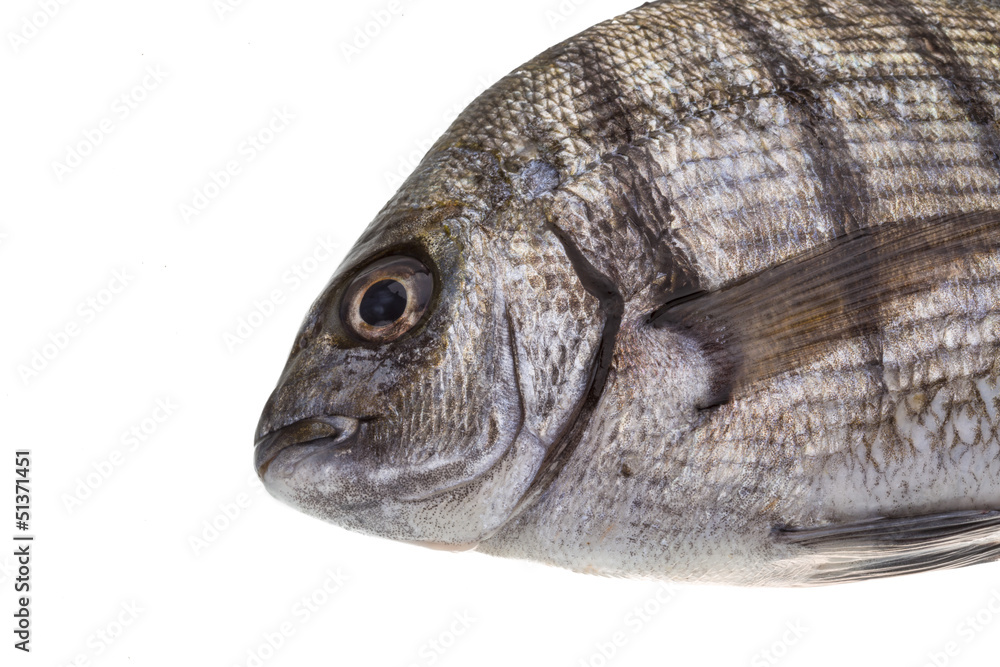 Raw Tilapia Raw Tilapia