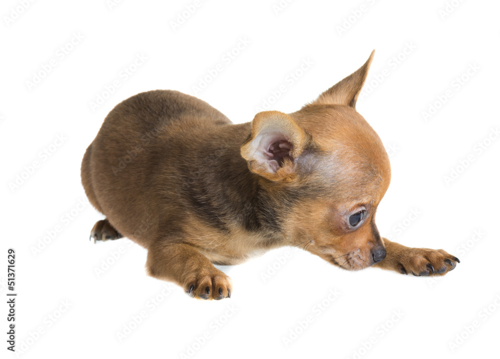 short haired chihuahua puppy in front of a white background