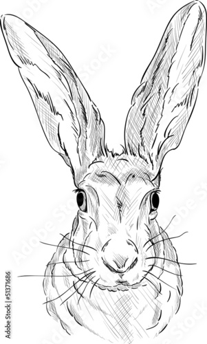 Portrait of a  hare