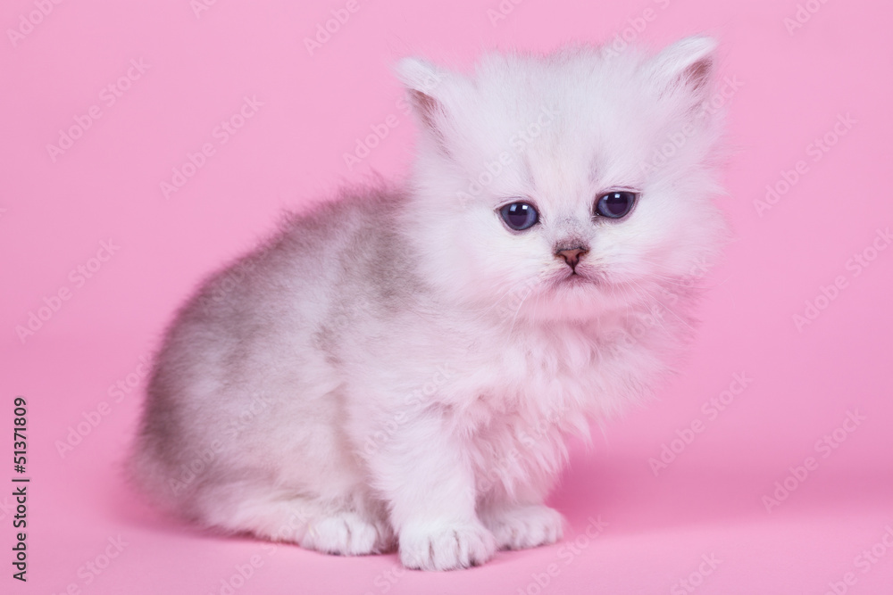 Little kitten Little kitten