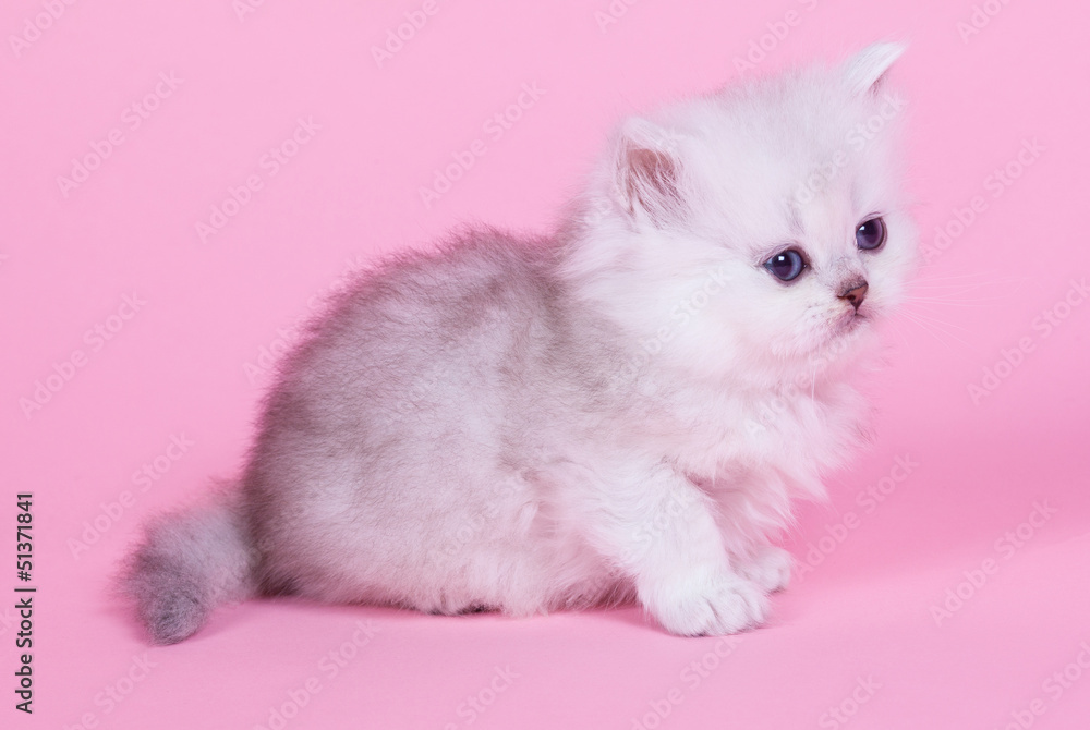 Fototapeta premium Little kitten