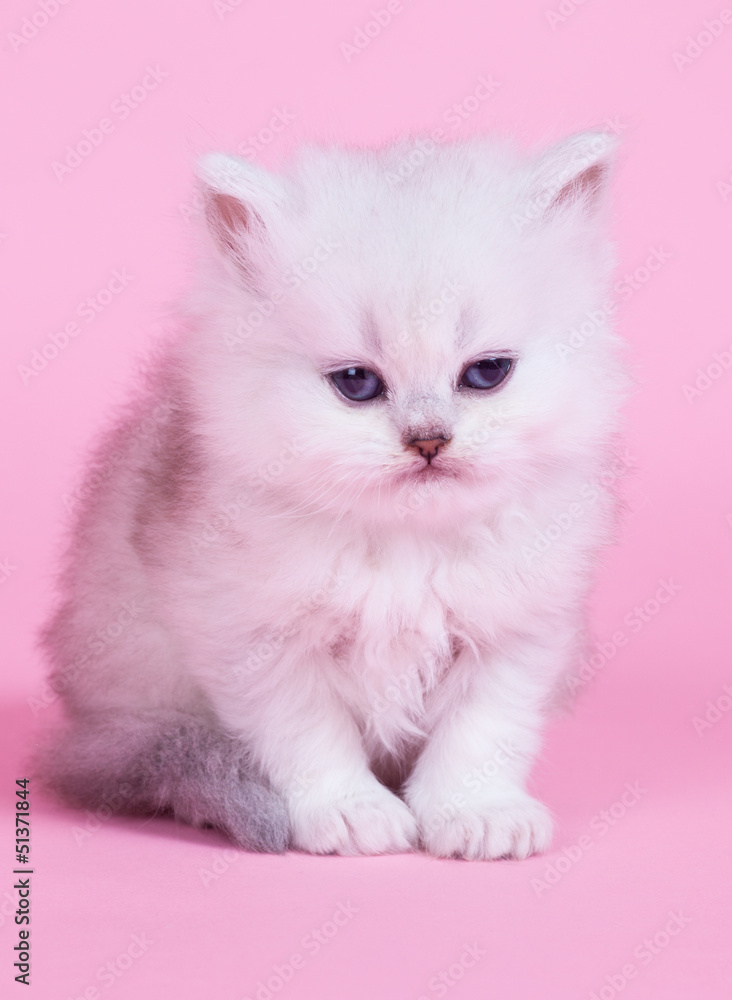 Little kitten Little kitten