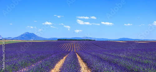 Lavender flower blooming fields and trees row. Valensole, Proven