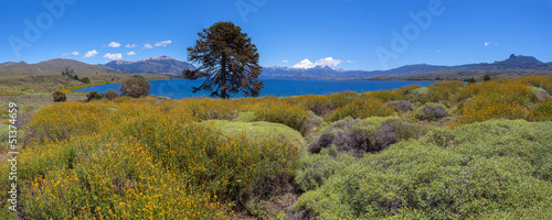 Lanin National Park, Patagonia, Argentina photo