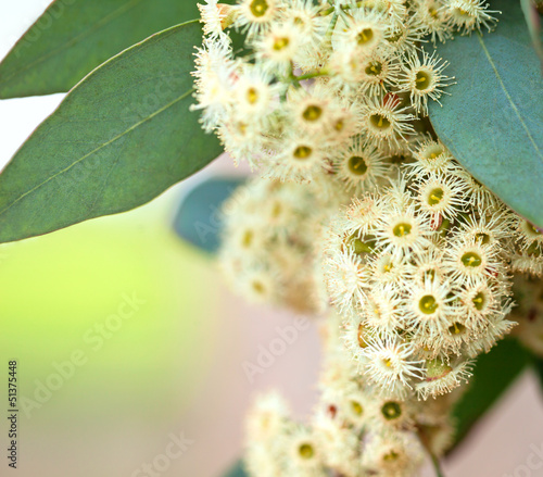 Eucalyptus twig