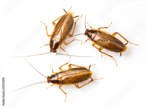 Blattella germanica german cockroach © smuay