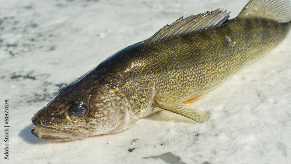 Fototapeta premium Walleye