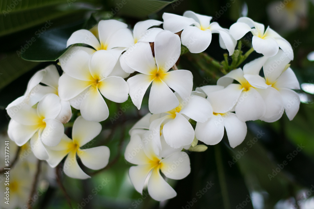 Frangipani tropical flowers Frangipani tropical flowers