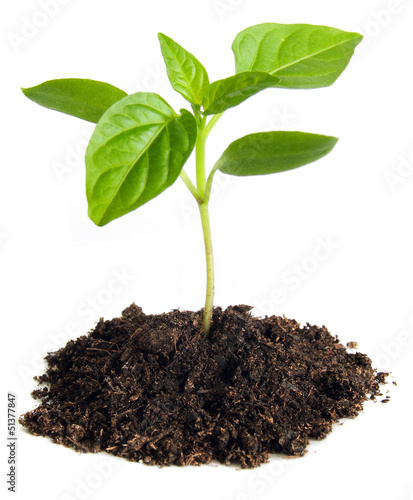 Obraz na plátně Pepper seedlings
