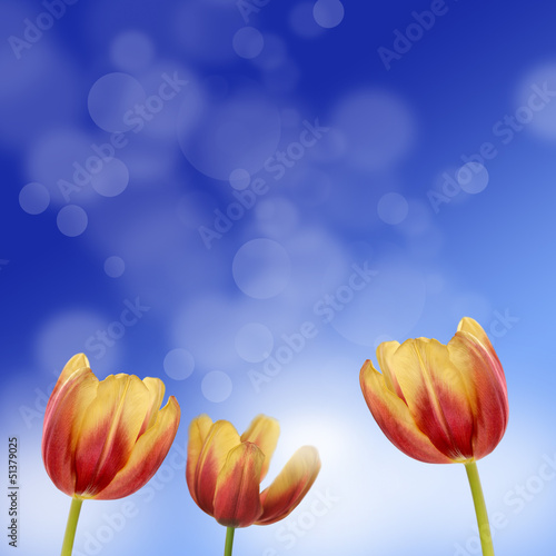 Fototapeta Naklejka Na Ścianę i Meble -  tulipany