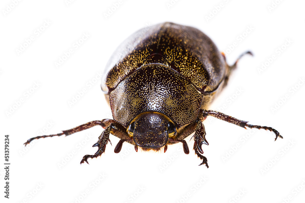 Isolated Maybug Beetle Isolated Maybug Beetle