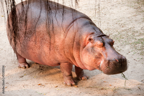 A hippopotamus stand asleep.