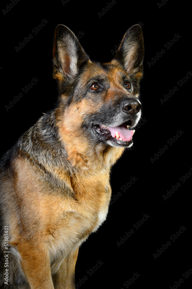 German sheepdog isolated on the black background