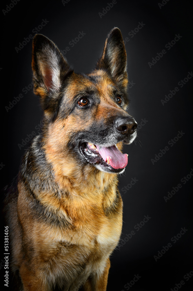 German sheepdog on the dark background