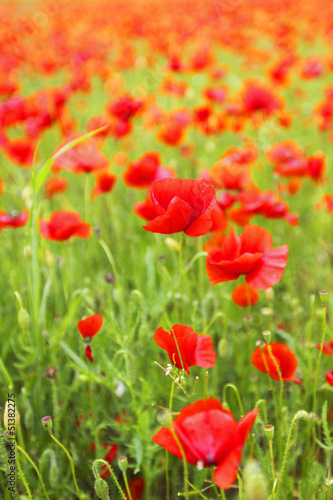 Field of poppies with beauty sky © yellowj