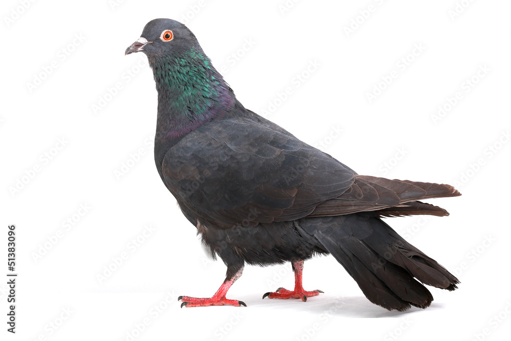 Fototapeta premium dove