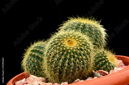 mini cactus in a pot photo