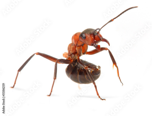 The Red Wood Ant (Formica Rufa). Close up with shallow DOF.