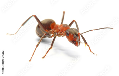 The Red Wood Ant (Formica Rufa). Close up with shallow DOF.
