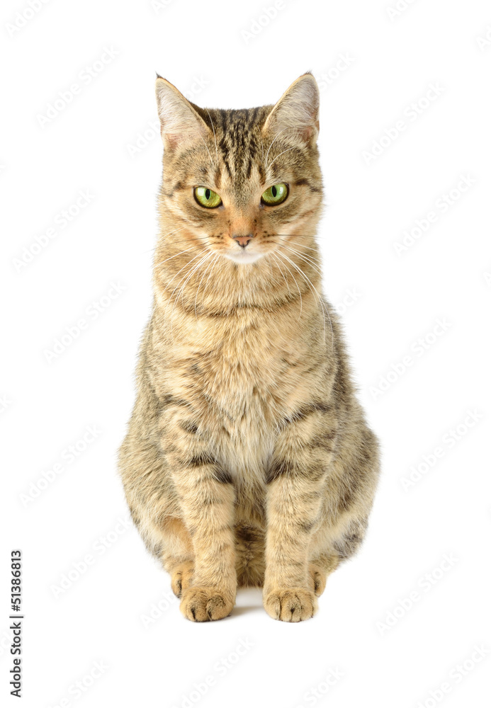 Image of angry cat