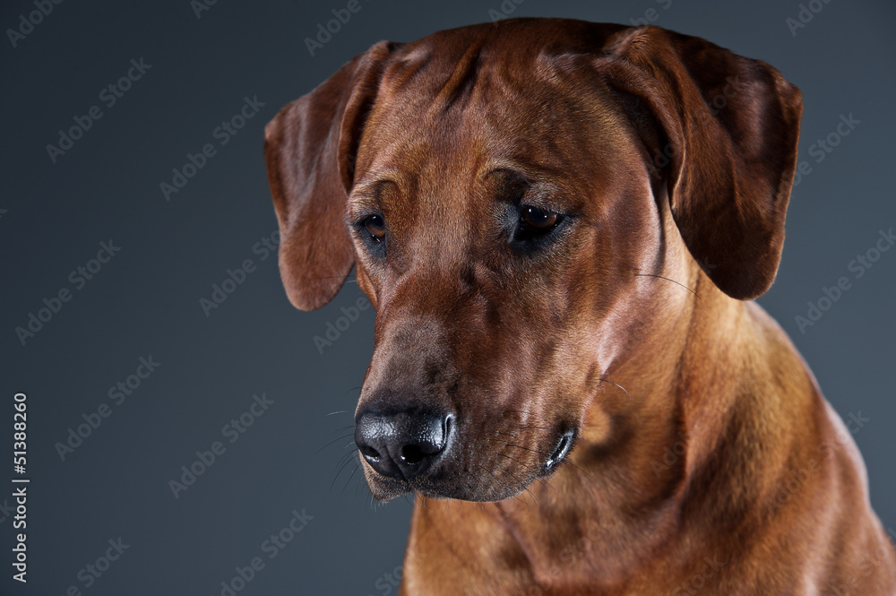 Portrait of a beautiful dog rhodesian ridgeback isolated on grey Portrait of a beautiful dog rhodesian ridgeback isolated on grey