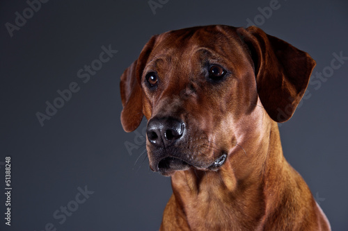 Portrait of a beautiful dog rhodesian ridgeback isolated on grey