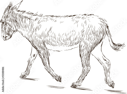 walking donkey