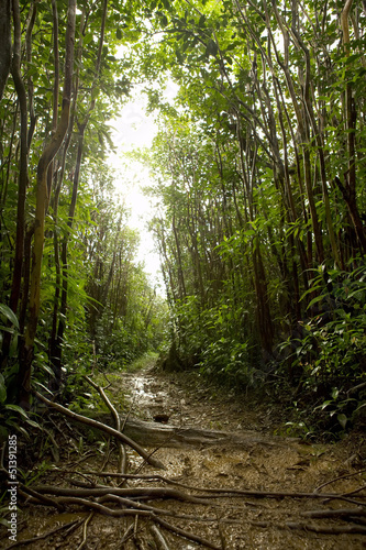 Tropical rainforest floor