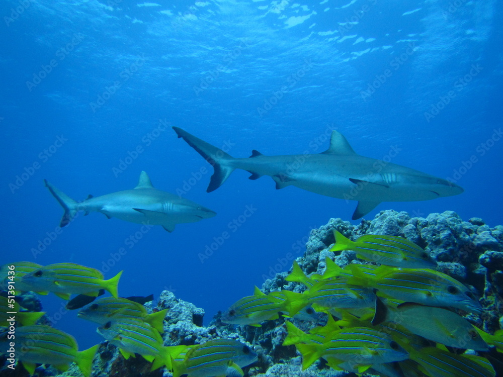 Requin gris Requin gris