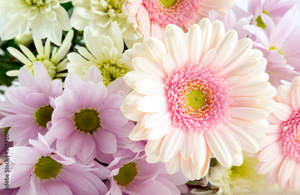 Pink Gerbera Pink Gerbera