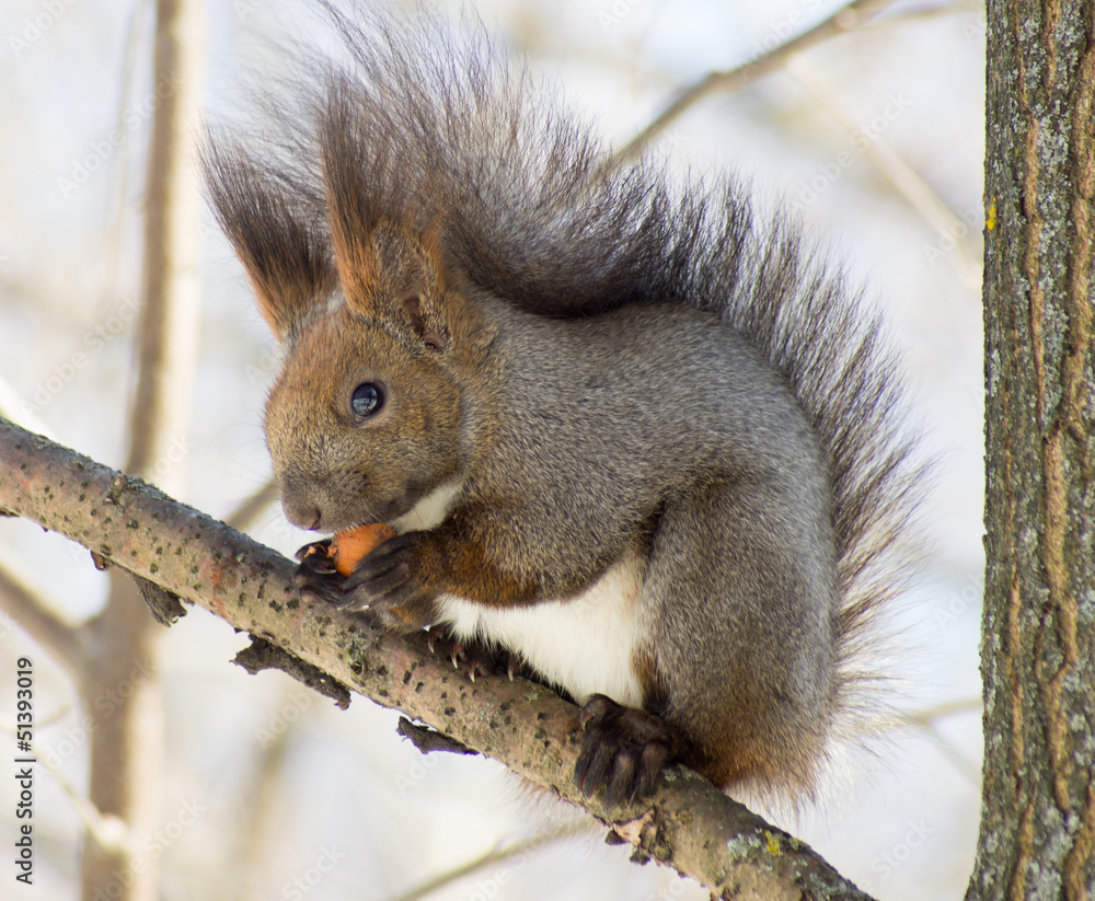 squirrel gnawing a nut squirrel gnawing a nut