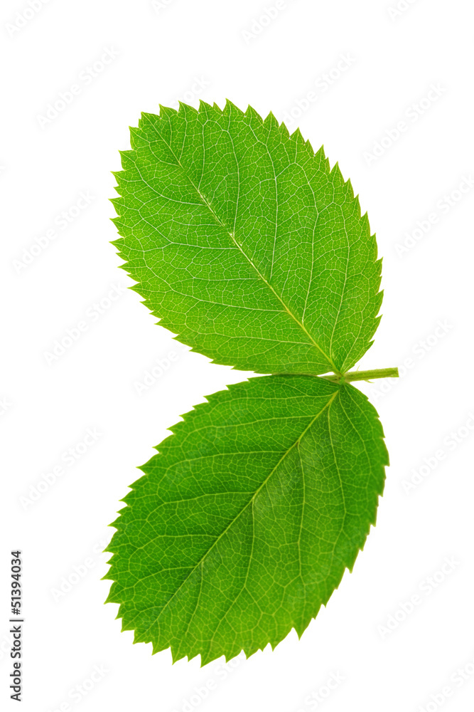 Two green leaf isolated on white background . Two green leaf isolated on white background .