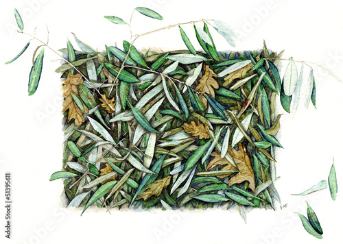 foglie di olivo - Olea europaea