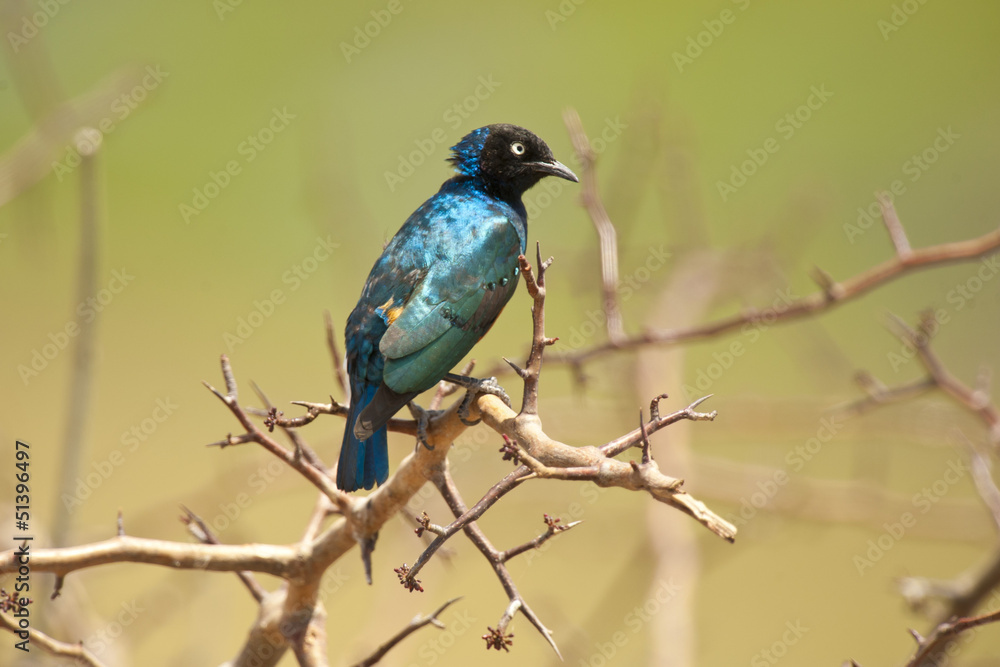 Superb Starling on a Branch