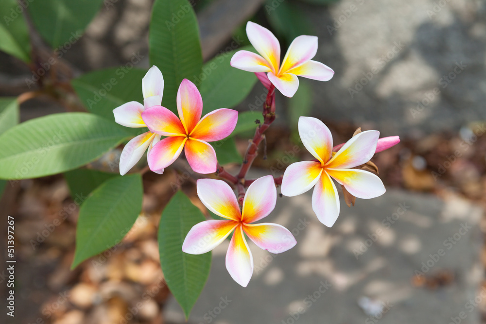Pink Plumeria Flower Pink Plumeria Flower