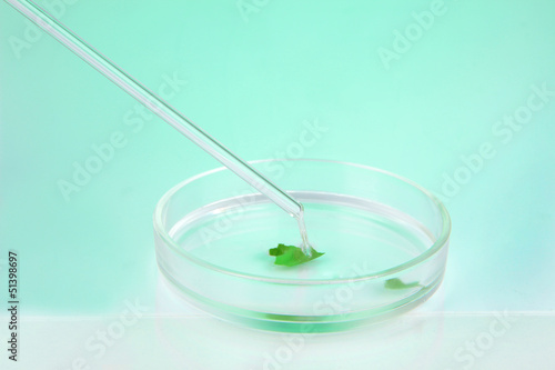 Chemical research in Petri dish on light green background