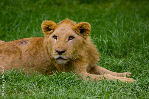 Lion cub lying alone in the grass