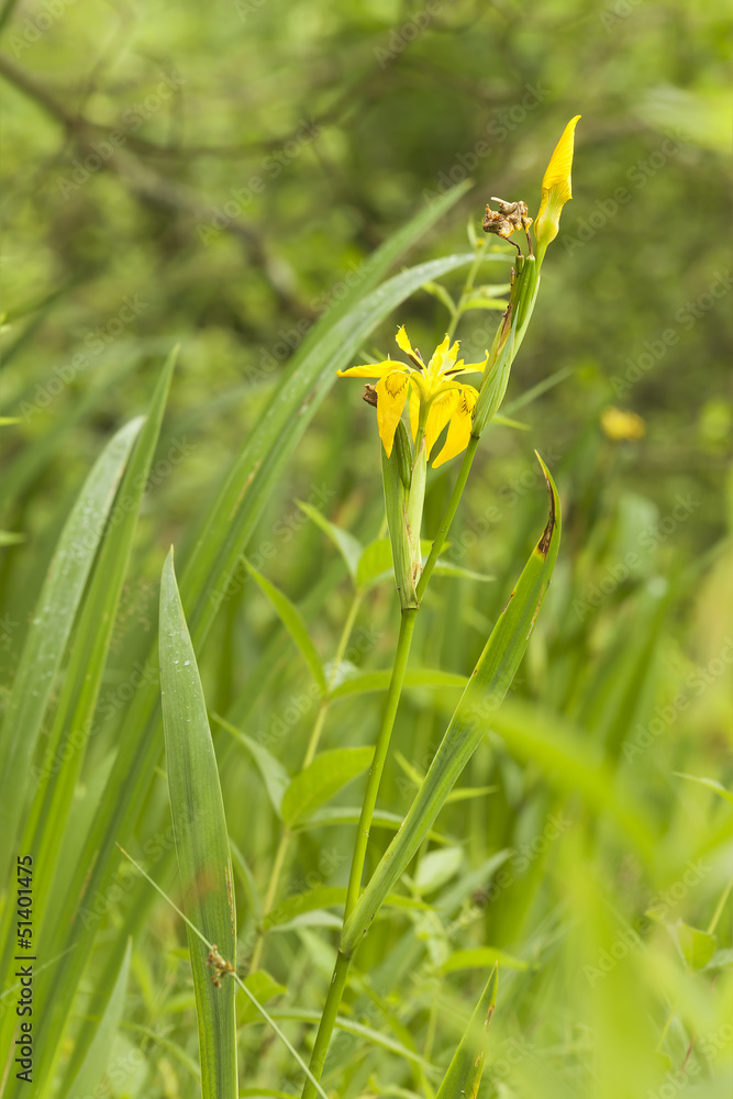 Yellow iris, Iris pseudacorus on marsh Yellow iris, Iris pseudacorus on marsh