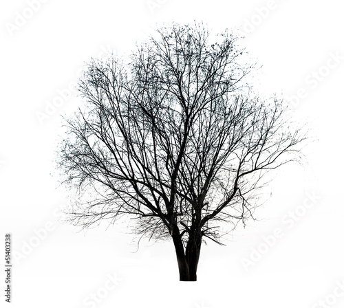 tree isolated on white background © hxdyl