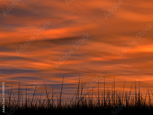 Conceptual grass silhouette at sunset