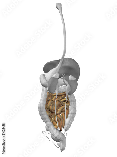 Human organ anatomy photo