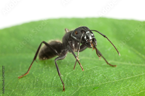 Ant standing on green leaf © abet